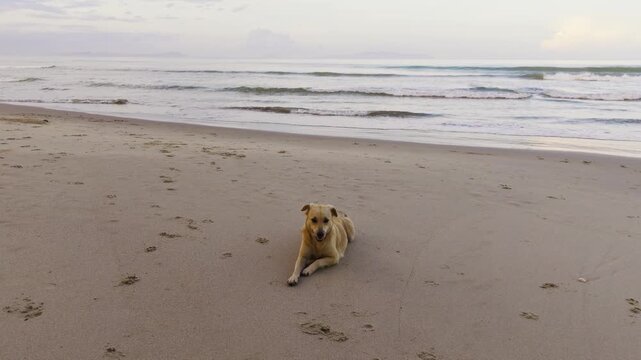 A relaxed brown dog rests on pale beach sand beside gentle waves at sunrise