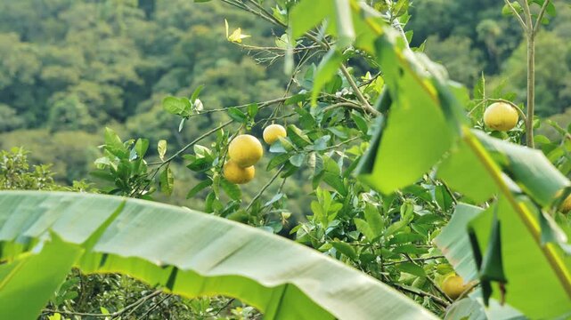 Ripe yellow pomelos hang among green leaves in sunny Batad Philippines
