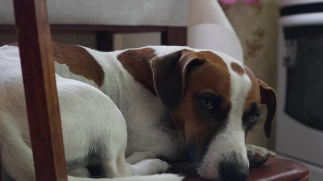 A brown and white dog rests its head on a wooden chair, eyes half-closed in calm repose. The animal remains still with paws gently placed on the seat against a patterned indoor background.