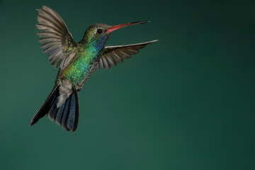 Broad-billed hummingbird in flight © willtu