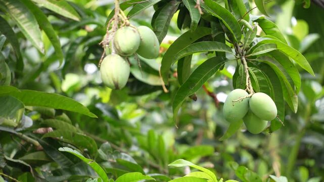 Mangoes have grown on the tree.