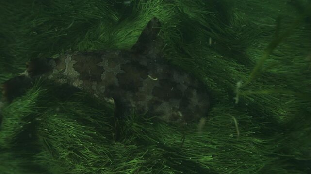Bottom-dwelling wobbegong rests camouflaged among dense green seagrass on the seabed