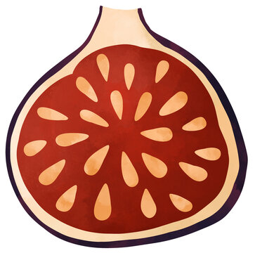 Textured illustration of a cut fig half showing grainy seeds. Isolated autumn exotic fruit element with watercolor shading for gourmet menus and healthy lifestyle designs