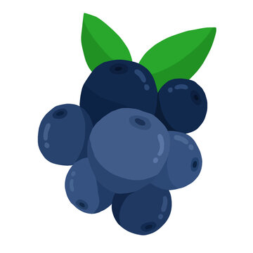 vector illustration of blueberries