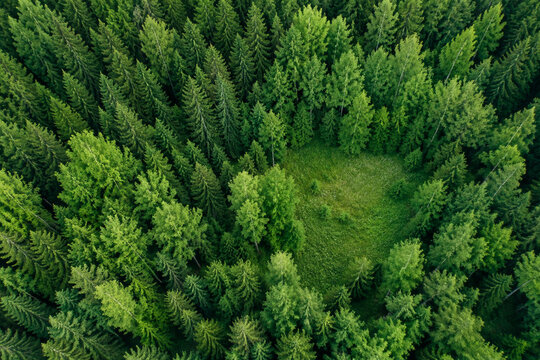 Dense summer forest canopy with meadow clearing in Finland, nature and environment concept