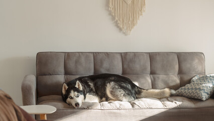 Siberian husky lies stretched out and settled on a grey sofa in a bright living room with a macrame wall hanging, a calm domestic frame about a big dog at home on the furniture © iwavephoto