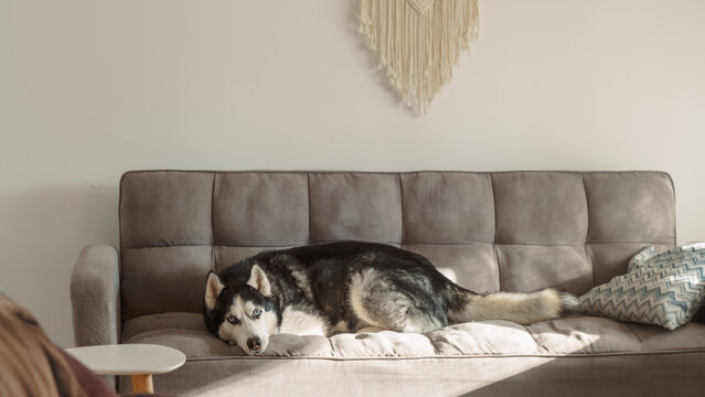 Siberian husky lies stretched out and settled on a grey sofa in a bright living room with a macrame wall hanging, a calm domestic frame about a big dog at home on the furniture