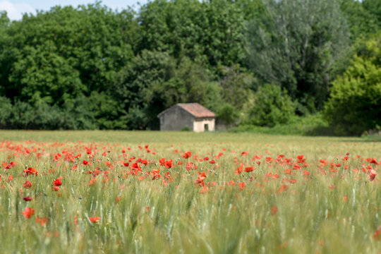 Idyllisches kleines Haus am Ende eines Kornfelds mit rot bl&uuml;henden Mohnblumen im Fr&uuml;hling
