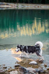 Siberian husky stands in the shallow water of a mountain lake against a glowing golden reflection of an autumn forest, a warm evening nature frame for pet and travel projects © iwavephoto