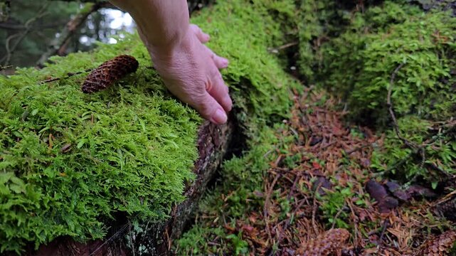 Mature hand touching moss covered tree root in a wet forest. Norway, Alver. September
