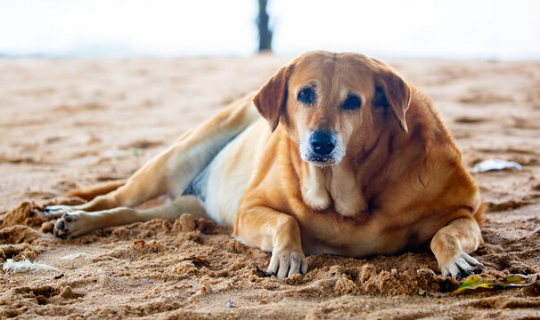 Obesity in dog, overeating and excess weight. Red-brown dog with short hair is very fat, lying on the sand.