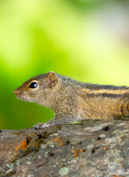 Chipmunk against the backdrop of tropical nature. Chipmunk close-up, running along tree branches.
