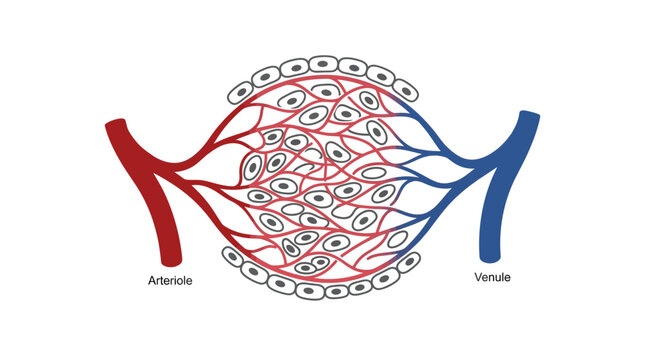 Capillary Network: Arteriole to Venule Blood Flow Illustration