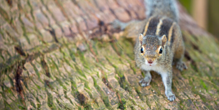 Chipmunk against the backdrop of tropical nature. Chipmunk close-up, running along tree branches.