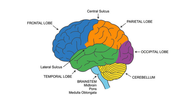 Human Brain Anatomy Diagram: Lobes, Cerebellum, Brainstem - Isolated