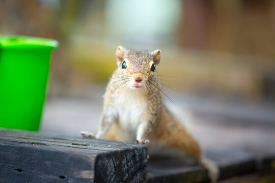 Chipmunk against the backdrop of tropical nature. Chipmunk close-up, running along tree branches.