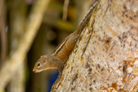 Chipmunk against the backdrop of tropical nature. Chipmunk close-up, running along tree branches.