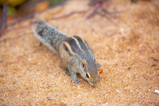 Chipmunk against the backdrop of tropical nature. Chipmunk close-up, running along tree branches.