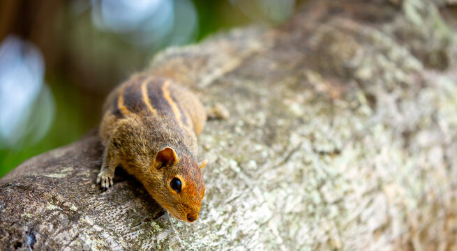 Chipmunk against the backdrop of tropical nature. Chipmunk close-up, running along tree branches.