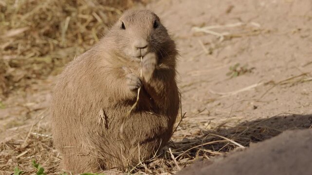Prairie Dog Chewing Dry Grass on Sandy Ground
