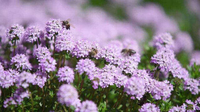 Many bees collecting nectar from purple flowers in garden