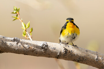 Obraz premium Adult male Narcissus Flycatcher (Ficedula narcissina), found in Chentii-Aimag in Mongolia