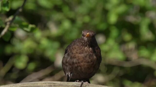 Close-up video of a female Eurasian blackbird (Turdus merula) with brown plumage perched on a fence in a garden environment, bird wildlife stock footage clip