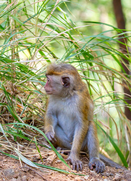 A macaque monkey sits on a tree in the jungle. Wildlife scene with wild animals.