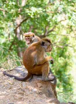 A macaque monkey sits on a tree in the jungle. Wildlife scene with wild animals.