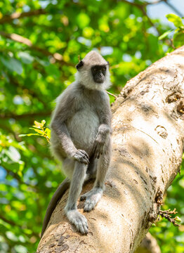 Gray hanuman langurs on a tree. Monkeys in the wild in the jungles of Sri Lanka. Troop of monkeys on trees. Wildlife scene with wild animals.