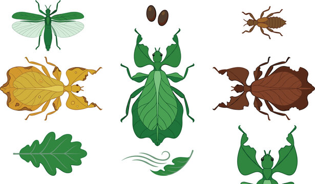 Leaf Insect and Beetle Illustration Set Featuring Camouflaged Green Insects, Brown Leaf Insects, Termite, Eggs, Leaves, and Nature Elements