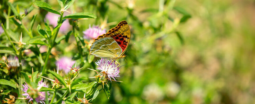 Butterfly on a flower. A flock of butterflies by the water. Colorful spring background with copy space. Spring and ecology concept.