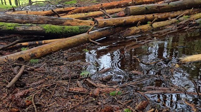 Raindrops create clear circular ripples on the surface of a slowly flowing forest stream, disturbing reflections of trees and patches of blue sky. Norway, Alver. September
