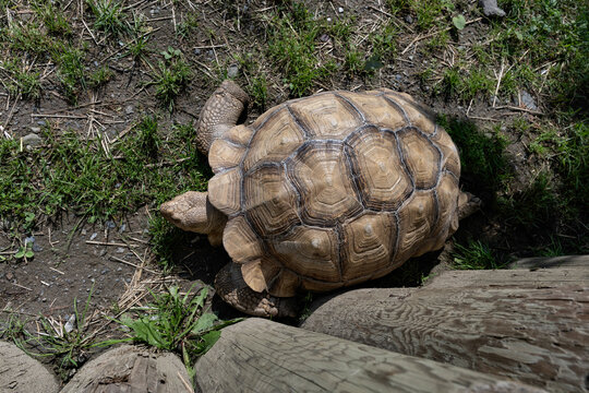 A top view of a turtle in a zoo