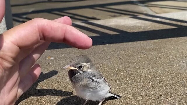PART 1. Man approaches a cute wild baby bird fledgling and starts gently petting it. ( concept of trust )