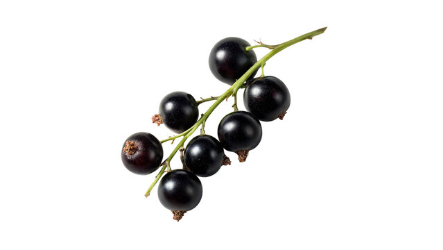 Bunch of fresh ripe black currant berries isolated on transparent background