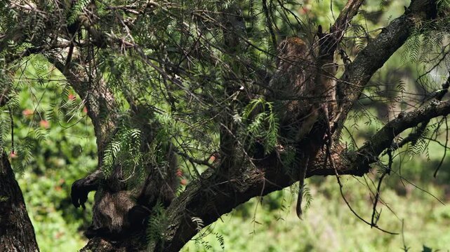 Baboon Perches Among Twisting Branches at Lake Nakuru, Kenya. A baboon rests high in a complex tree canopy, partly framed by leaves and branches in the wooded Kenyan wildlife habitat.