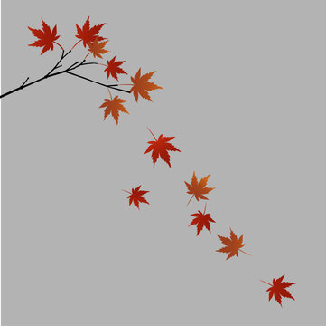 Autumn Maple Leaves Falling from Branch with Isolated Seasonal Nature Background. Resizable and editable, EPS 10.