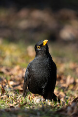 Fototapeta premium Male Common Blackbird Looking Up Standing on Ground with Fallen Autumn Leaves