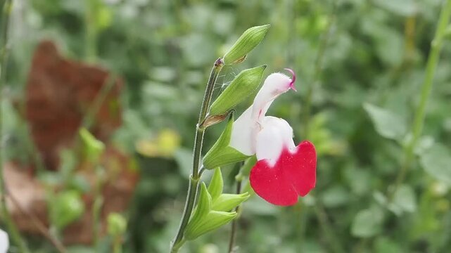 Salvia x jamensis 'Hot Lips' a summer autumn fall flowering plant with a red white summertime flower commonly known as sage, gardening stock video footage clip
