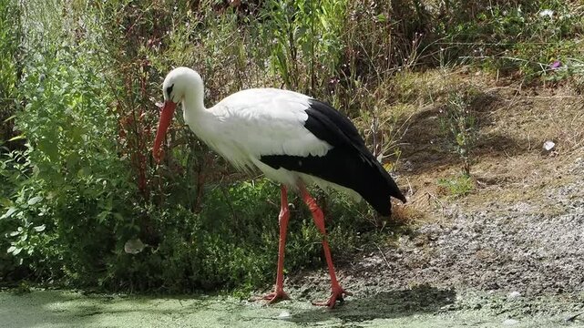White Stork (Ciconia ciconia) a large bird ideal for nature, wildlife, and environmental documentary projects, nature stock video footage 