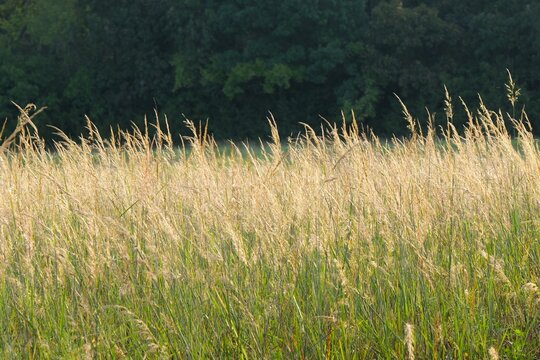 Sunlit native Kansas tallgrass prairie wetland sunrise, representing ESG soil carbon sequestration, ecosystem restoration, conservation Midwestern USA
