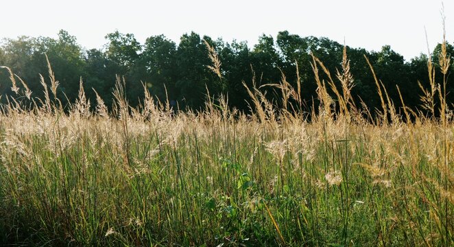 Sunlit native Kansas tallgrass prairie wetland sunrise, representing ESG soil carbon sequestration, ecosystem restoration, conservation Midwestern USA