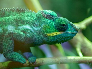 Close-up of a colorful chameleon on Reunion Island © delphine