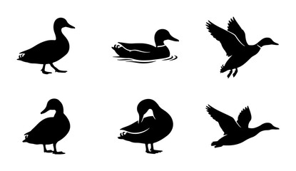 Obraz premium Duck Silhouettes, Wildlife Icons: Flying, Swimming, Standing Birds Vector Set