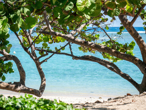 Tropical beach with turquoise water framed by a tree on Reunion Island