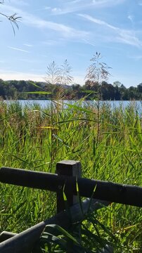 The Cats lake in the woods on a sunny early autumn day in Zurich neighborhood. 