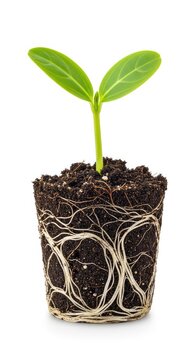 A small green plant sprout with a visible root ball and rich soil isolated on a white background, representing growth and sustainability, eco-friendly, life, beginning