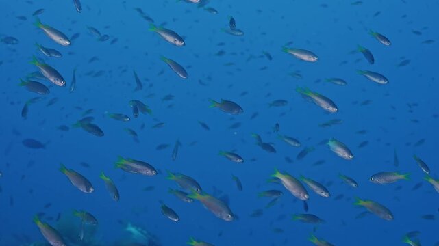 Large congregation of small fry in water column.
