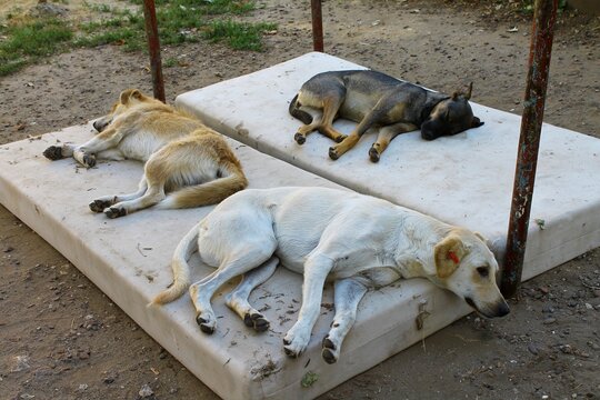Three stray dogs of different colors peacefully sleep together on a large white mattress outdoors. The touching scene reflects comfort, companionship, kindness, and care for homeless animals.